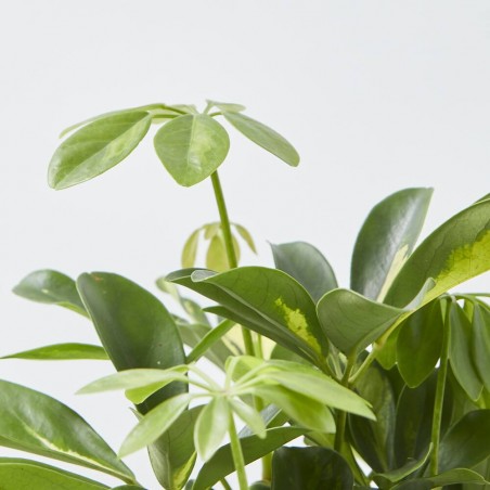 PLANTA VERDE  CON CUBRE CORA MACETA 13CM