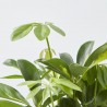 PLANTA VERDE  CON CUBRE CORA MACETA 13CM