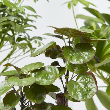 PLANTA VERDE  CON CUBRE CORA MACETA 13CM
