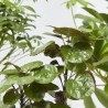 PLANTA VERDE  CON CUBRE CORA MACETA 13CM