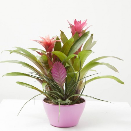 COMPOSICIÓN BROMELIAS EXÓTICA
