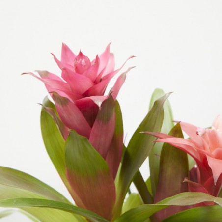 COMPOSICIÓN BROMELIAS EXÓTICA