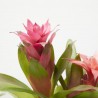 COMPOSICIÓN BROMELIAS EXÓTICA