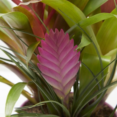 COMPOSICIÓN BROMELIAS EXÓTICA