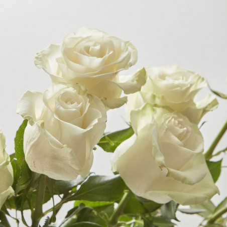 SIMPLICITY WHITE LOVE (9 ROSAS + 4 HELECHOS)