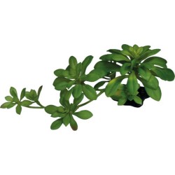 REPTO PLANTA CRASA XL