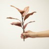 RAMITA MAGNOLIA X 7. 40 CM. AMBAR.