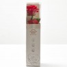MINI ROSA ETERNA ROJA