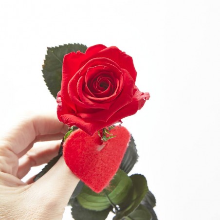 MINI ROSA ETERNA ROJA