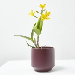 ORQUÍDEA CATTLEYA 1 TALLO MACETA 12CM