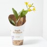 ORQUÍDEA CATTLEYA 1 TALLO MACETA 12CM