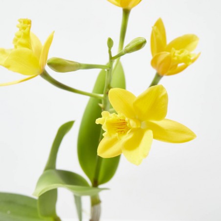ORQUÍDEA CATTLEYA 1 TALLO MACETA 12CM