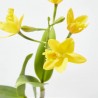 ORQUÍDEA CATTLEYA 1 TALLO MACETA 12CM