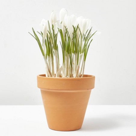 CROCUS MACETA 13 CM