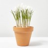 CROCUS MACETA 13 CM