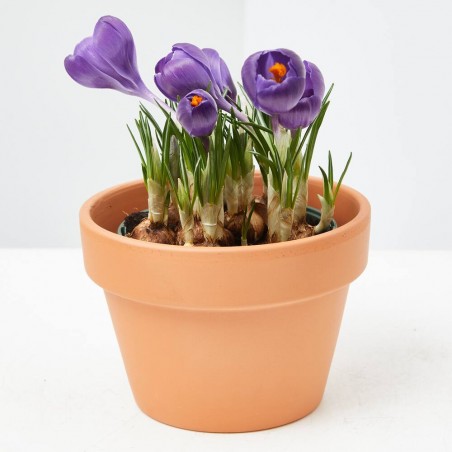 CROCUS MACETA 13 CM