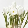 CROCUS MACETA 13 CM