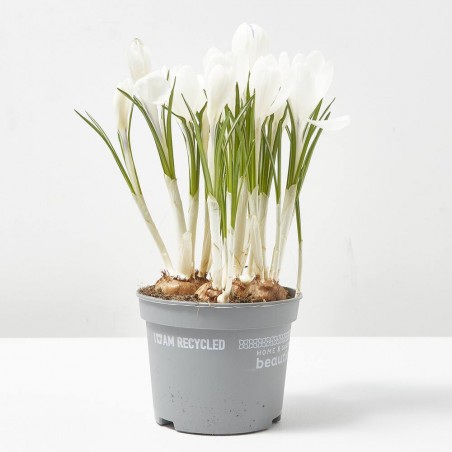 CROCUS MACETA 13 CM