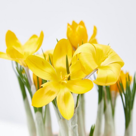 CROCUS MACETA 13 CM