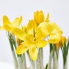 CROCUS MACETA 13 CM