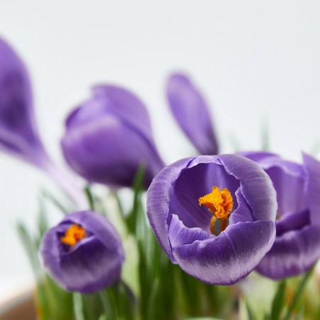 CROCUS MACETA 13 CM
