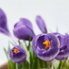CROCUS MACETA 13 CM