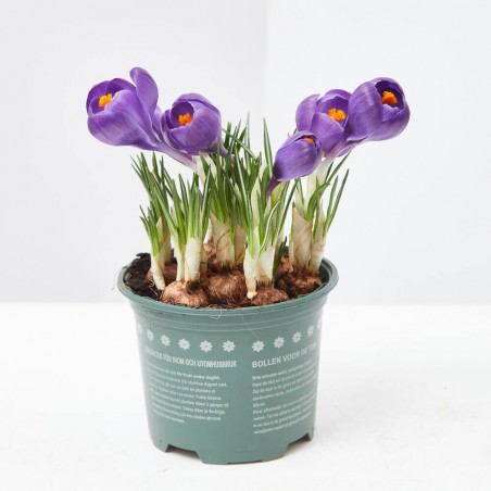CROCUS MACETA 13 CM