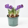 CROCUS MACETA 13 CM