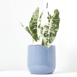 ALOCASIA FRYDEK VARIEGADA MACETA 15CM