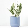 ALOCASIA FRYDEK VARIEGADA MACETA 15CM