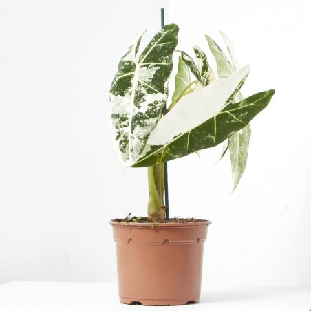 ALOCASIA FRYDEK VARIEGADA MACETA 15CM