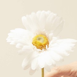 GERBERA BLANCA ARTIFICIAL DIA10.00-H50.00CM
