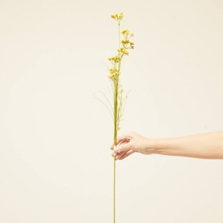 HELICHRYSUM ARTIFICIAL