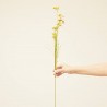 HELICHRYSUM ARTIFICIAL