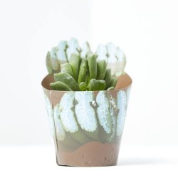 HAWORTHIA TRUNCATA M-6,5