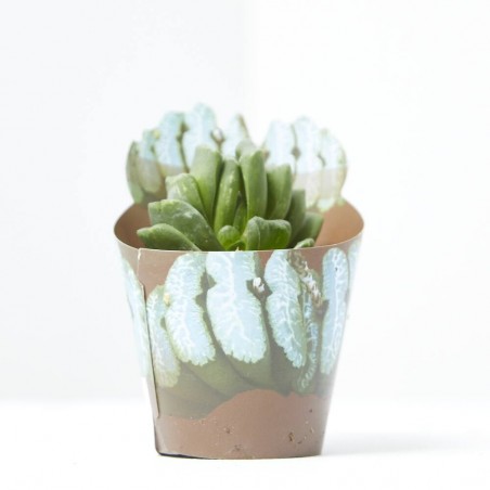 HAWORTHIA TRUNCATA M-6,5