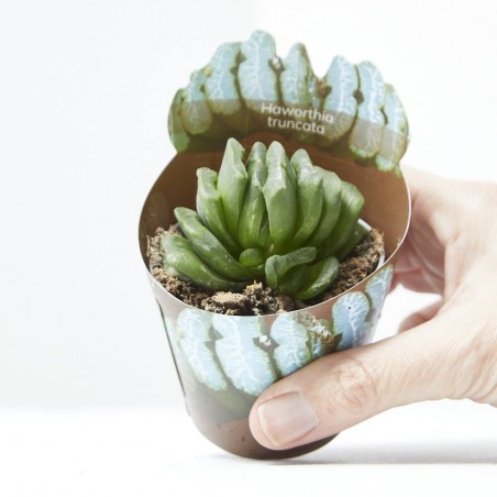 HAWORTHIA TRUNCATA M-6,5