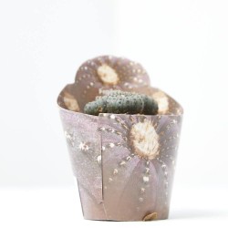 FRAILEA CASTANEA M-6.5
