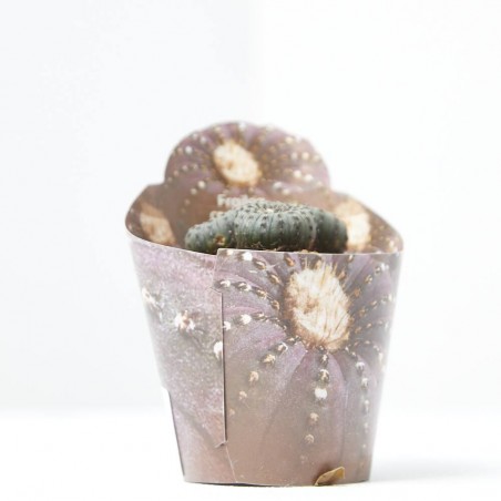 FRAILEA CASTANEA M-6.5