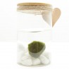 MARIMO CENTRO ACUÁTICO