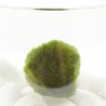 MARIMO CENTRO ACUÁTICO