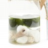 MARIMO CENTRO ACUÁTICO DOBLE