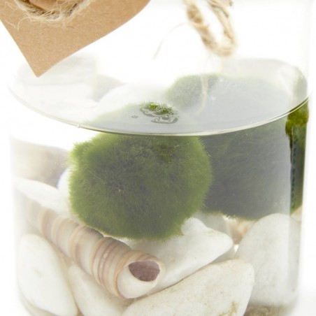 MARIMO CENTRO ACUÁTICO DOBLE