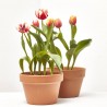 TULIPÁN 3 BULBOS MACETA 13CM