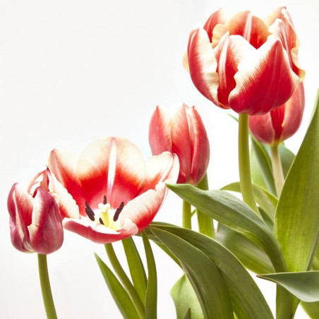 TULIPÁN 3 BULBOS MACETA 13CM