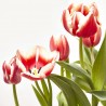 TULIPÁN 3 BULBOS MACETA 13CM