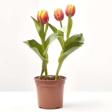 TULIPÁN 3 BULBOS MACETA 13CM