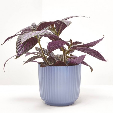 STROBILANTHES METALLICA MACETA 13CM