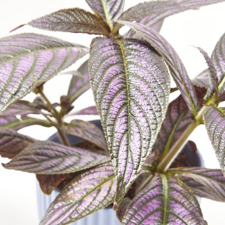 STROBILANTHES METALLICA MACETA 13CM
