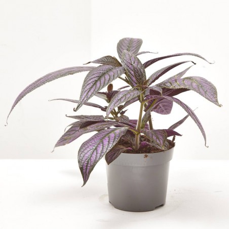 STROBILANTHES METALLICA MACETA 13CM